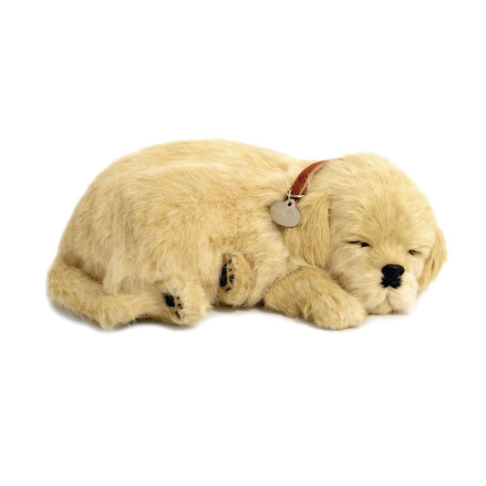 Golden Retriever Breathing Pet