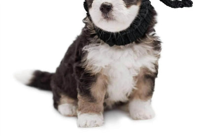 Zoo Snoods - Bull Snood - Rack Hunt