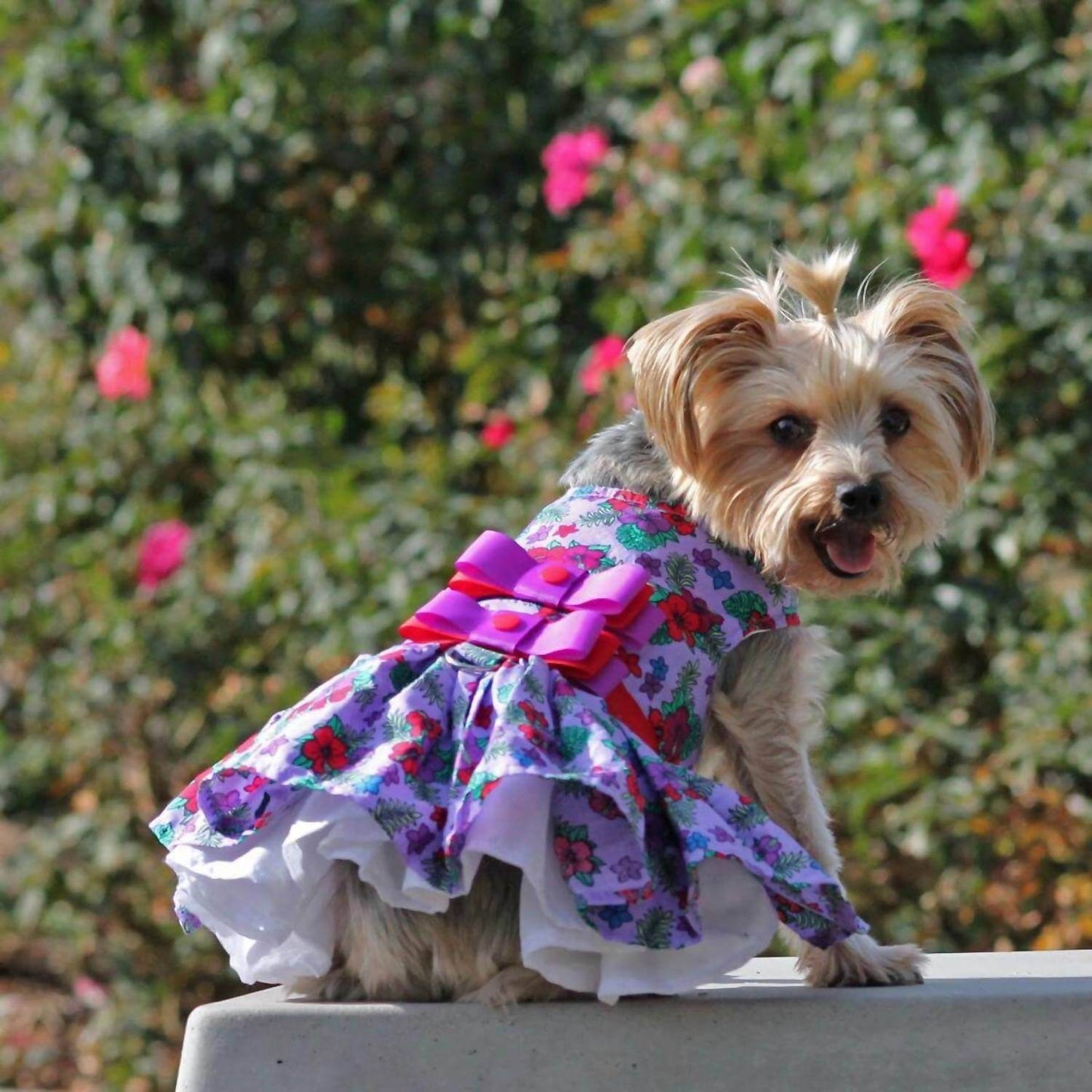Doggie Design - Floral Dress - Rack Hunt -