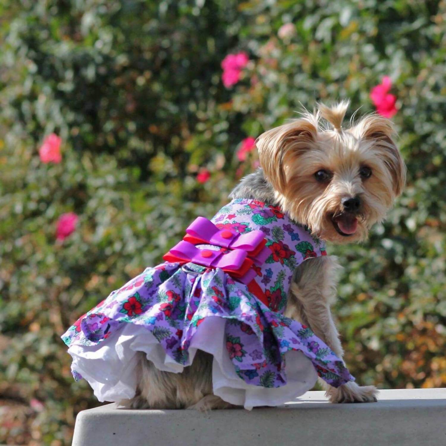 Doggie Design - Floral Dress - Rack Hunt -