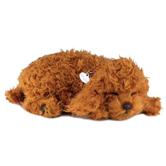 Toy Poodle Breathing Pet
