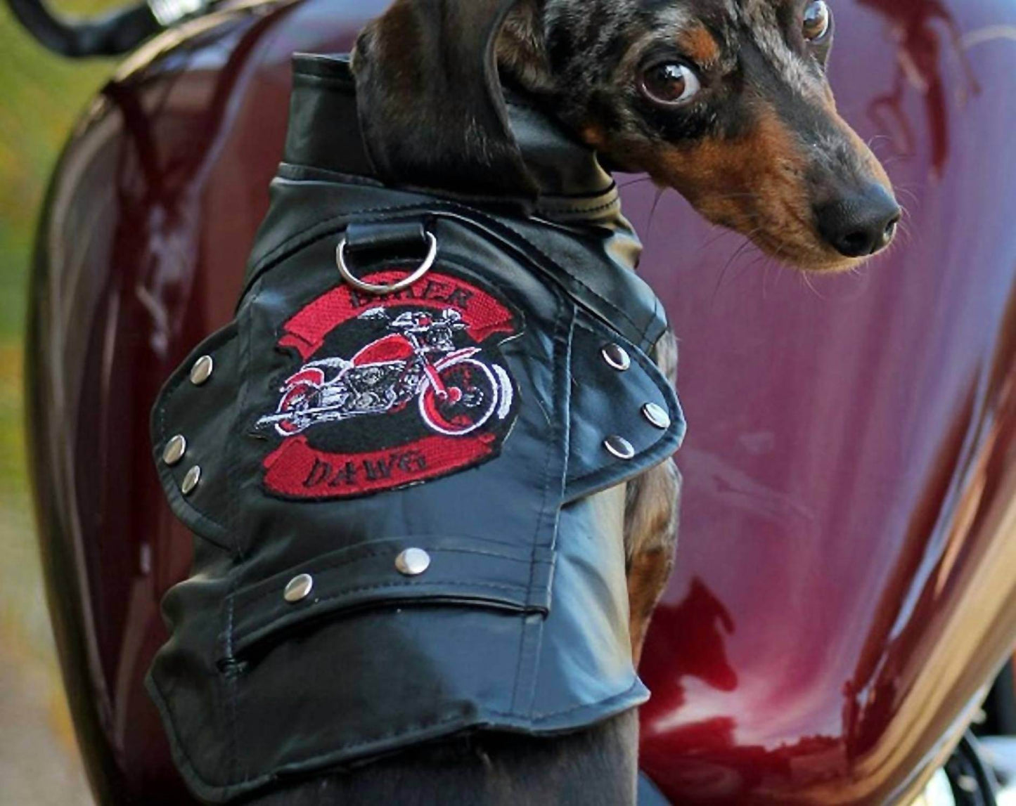 Doggie Design - Biker Dawg Motorcycle Jacket - Rack Hunt -