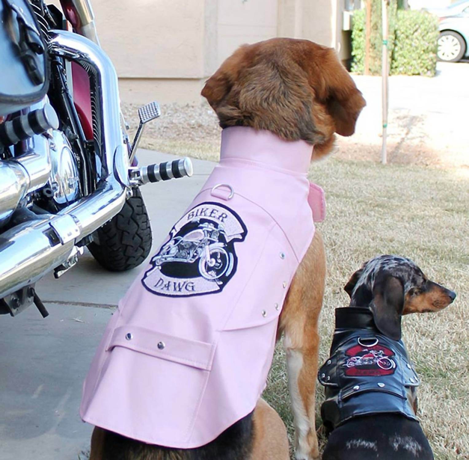 Doggie Design - BIKER DAWG DOG JACKET - Rack Hunt -