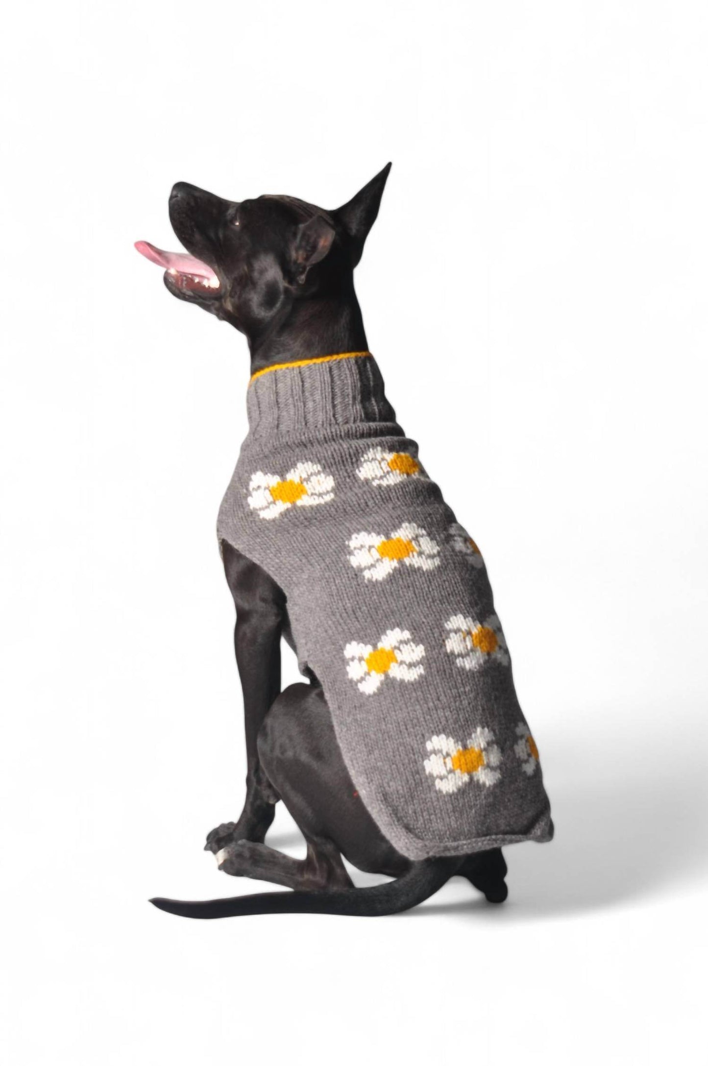 Chilly Dogs - Daisy Dog Sweater - Rack Hunt -