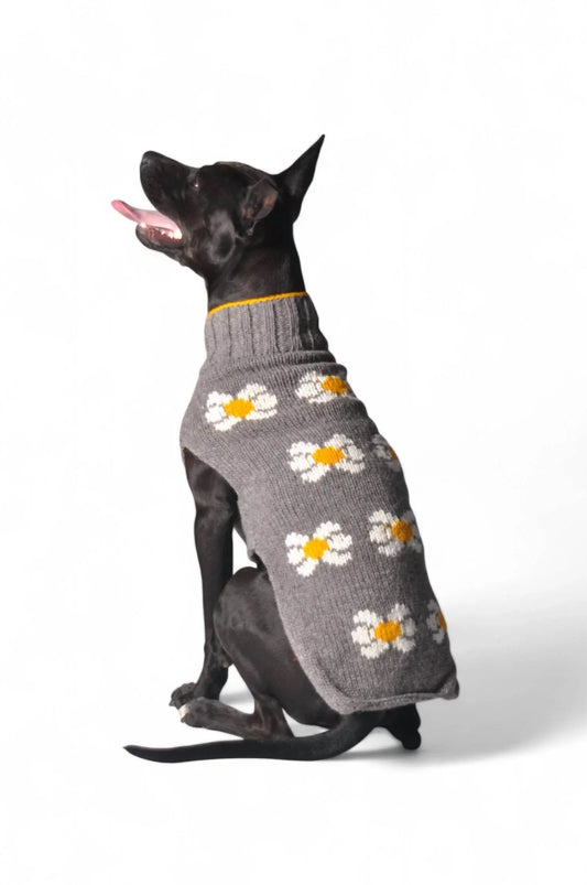 Chilly Dogs - Daisy Dog Sweater - Rack Hunt