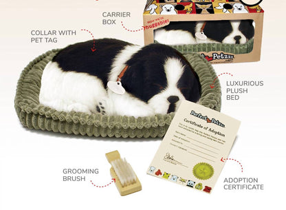 Border Collie Breathing Pet