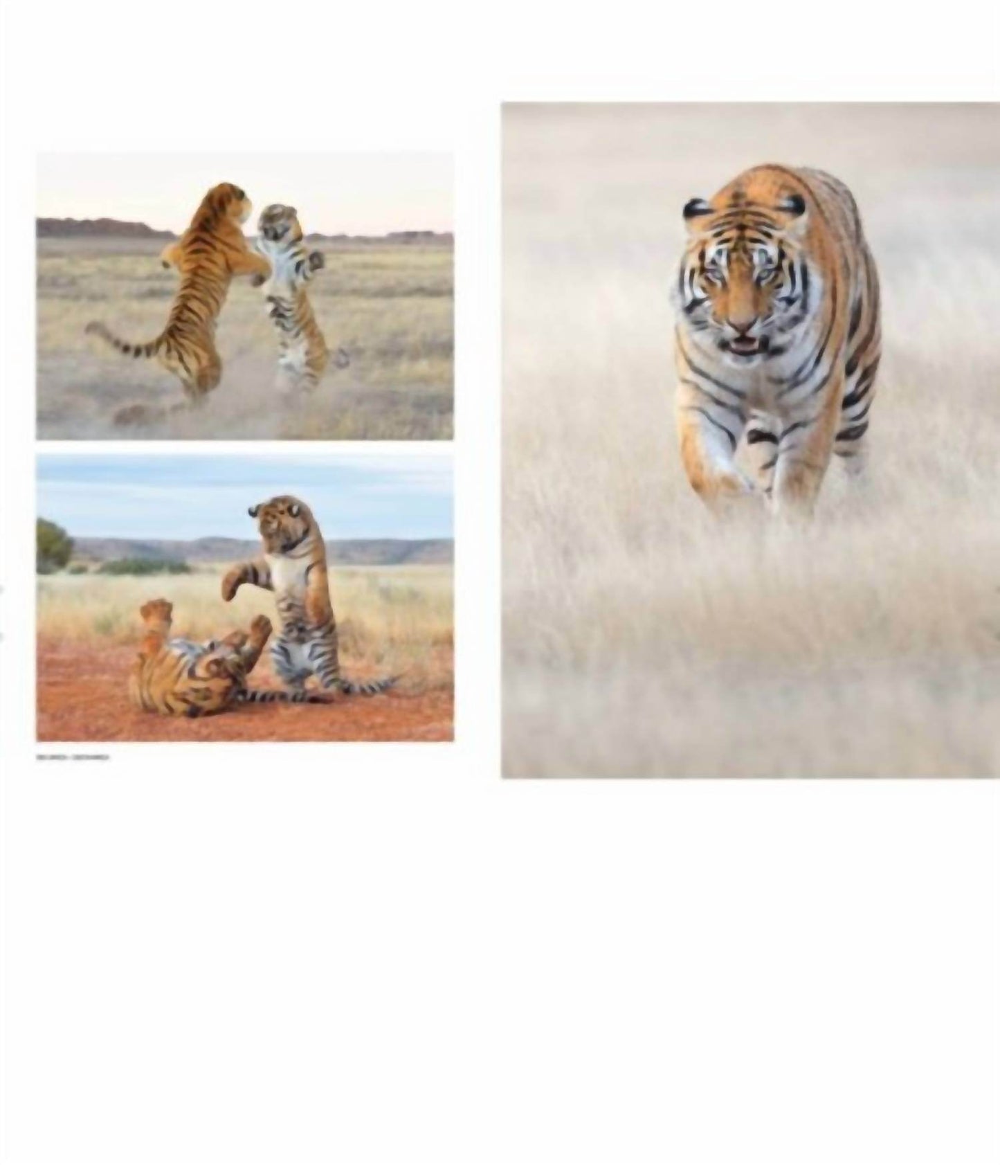 ACC Publishing - Mother Books - Rack Hunt -